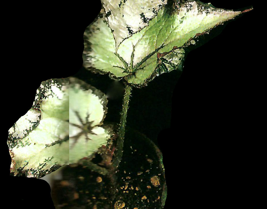 B. Ubazakura